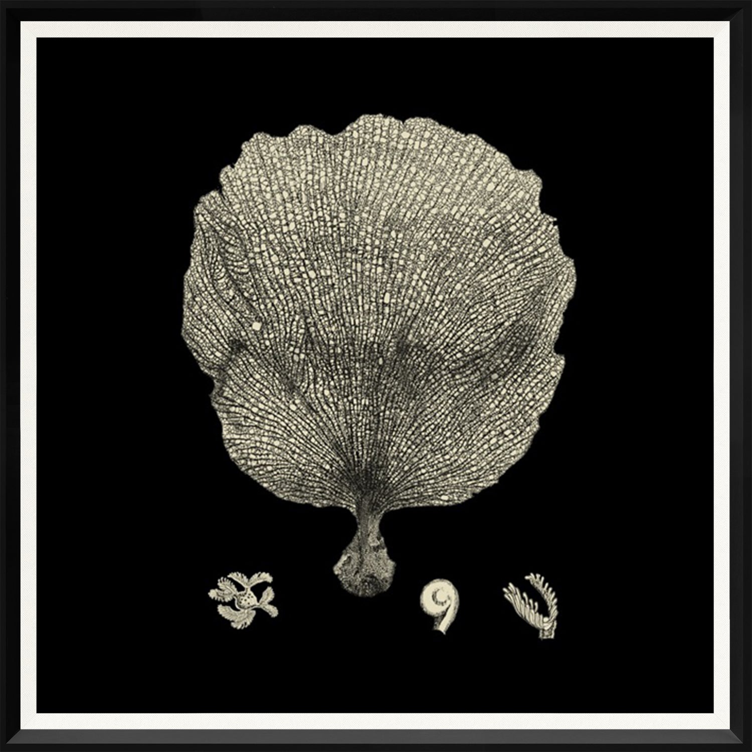Black & Tan Coral Quartet Bundle — nature and landscape fine art print shown from another angle