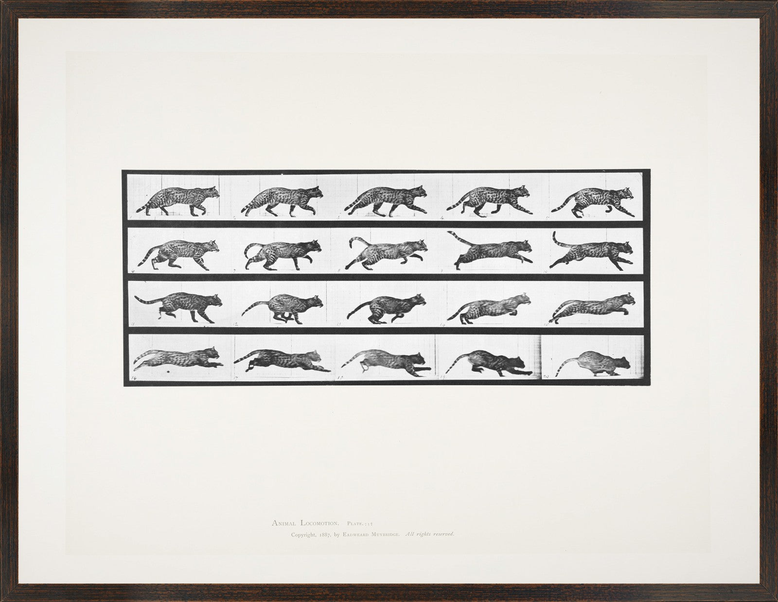 Muybridge Motion Studies Trio Bundle — architecture and travel fine art print in neutral tones at Laurie Yapp Home