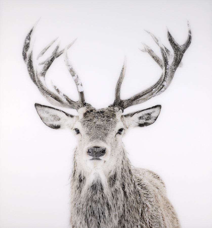 Stag — nature and landscape fine art print shown from another angle