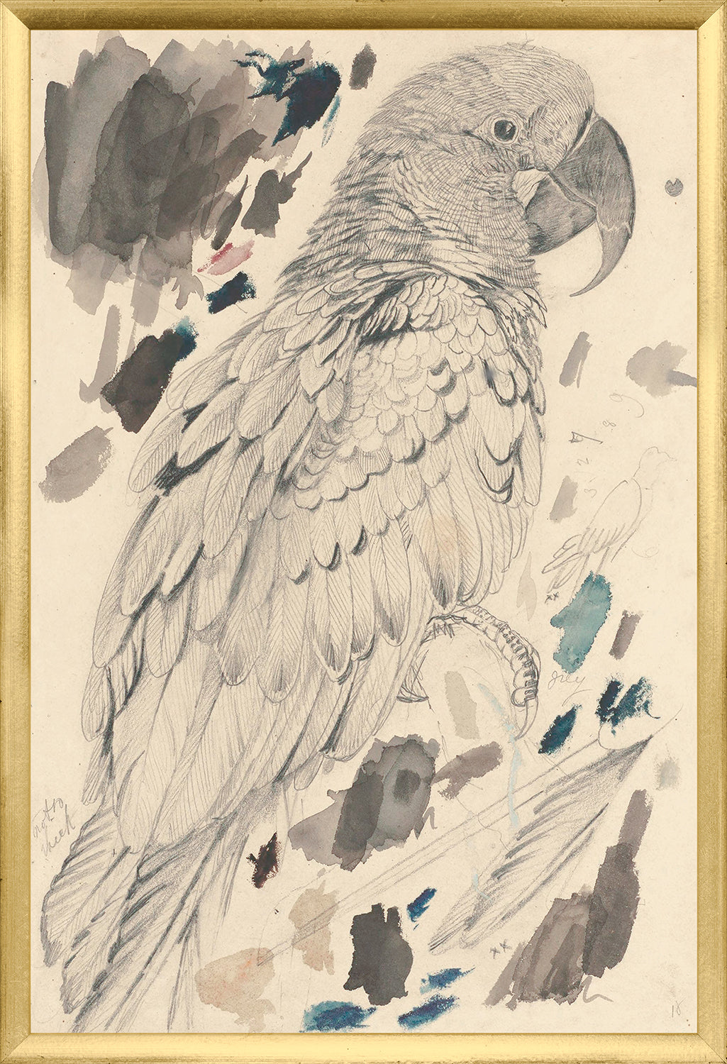 Lear Macaw framed art print
