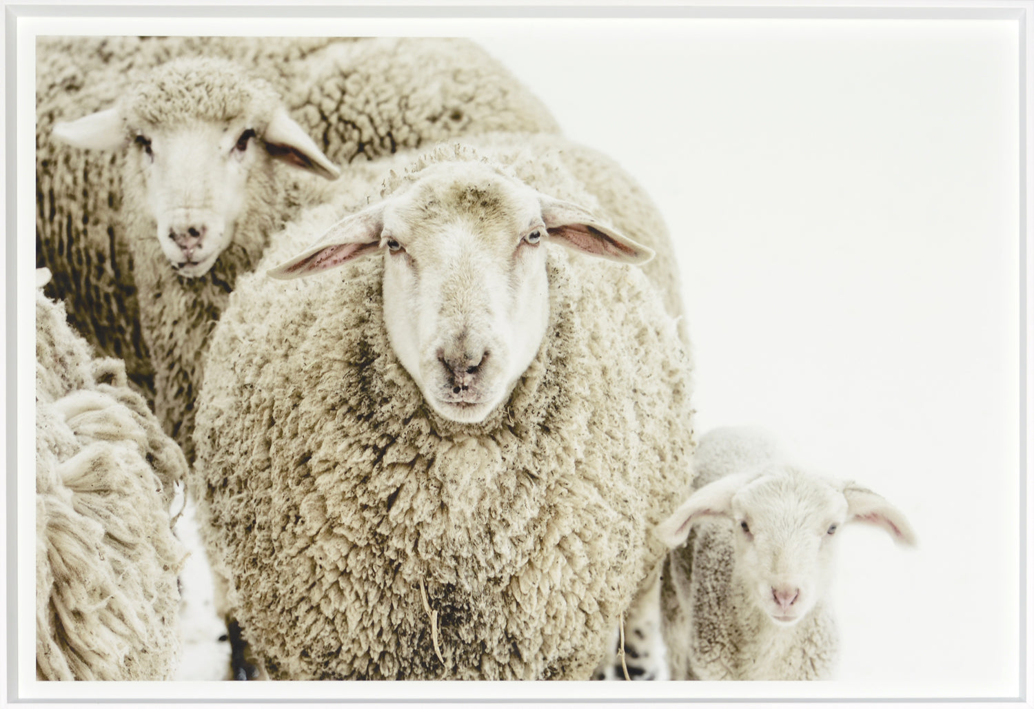 Wooly Stare framed portrait