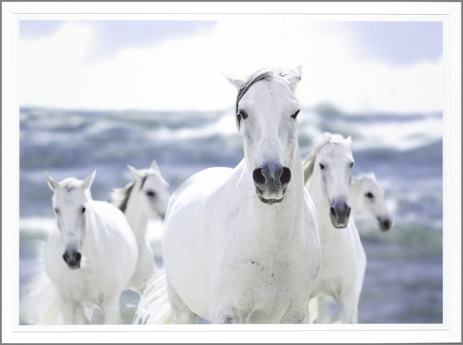 White Lipizzianer On The Beach — nature and landscape fine art print in neutral tones at Laurie Yapp Home