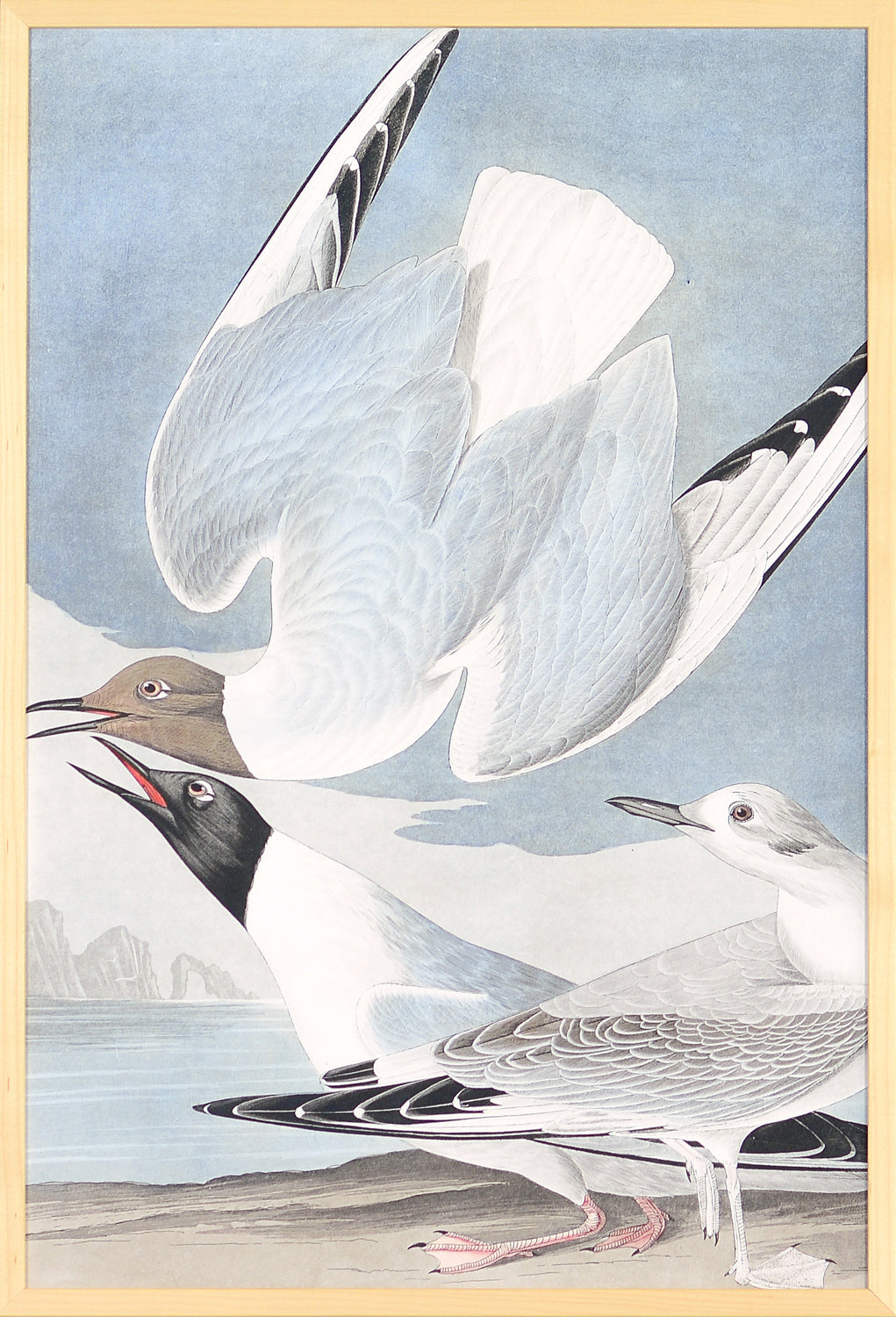 Audubon – Bona Partian Gull — nature and landscape fine art print in cool tones at Laurie Yapp Home