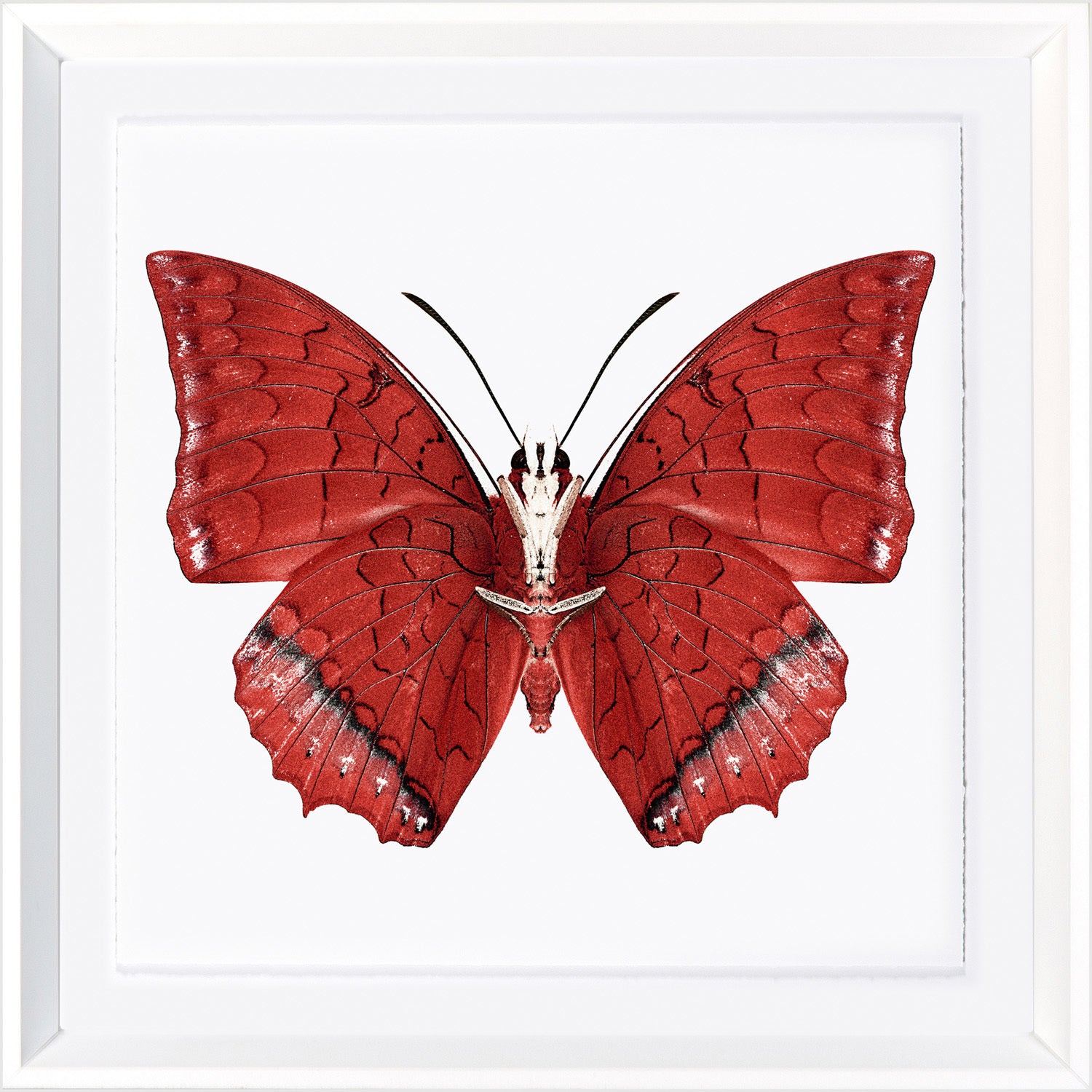 Vivid Papillons I — nature and landscape fine art print in bold primary tones at Laurie Yapp Home