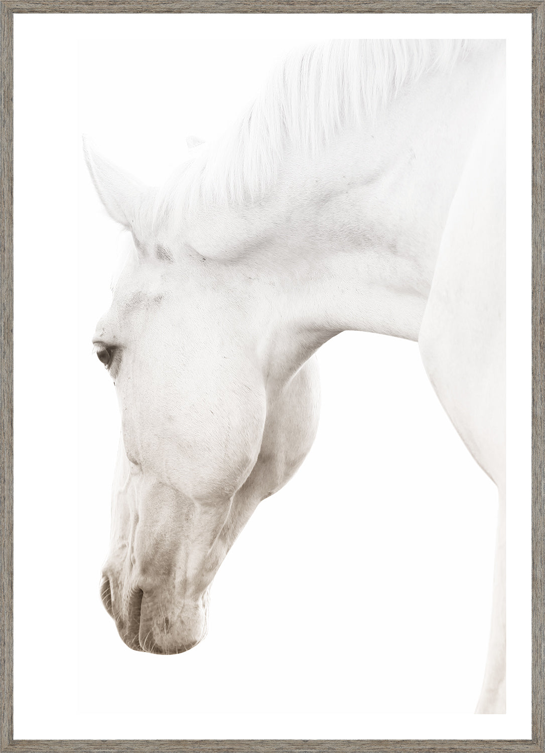 Argent Cheval II wall art featuring a close-up of a white horse's head against a white background.