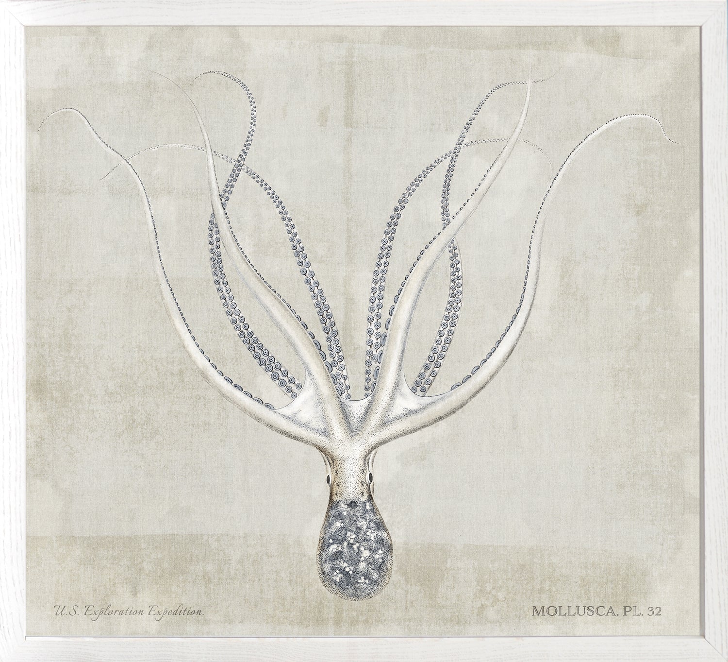 Mollusca Pl 32 — still life fine art print in neutral tones at Laurie Yapp Home