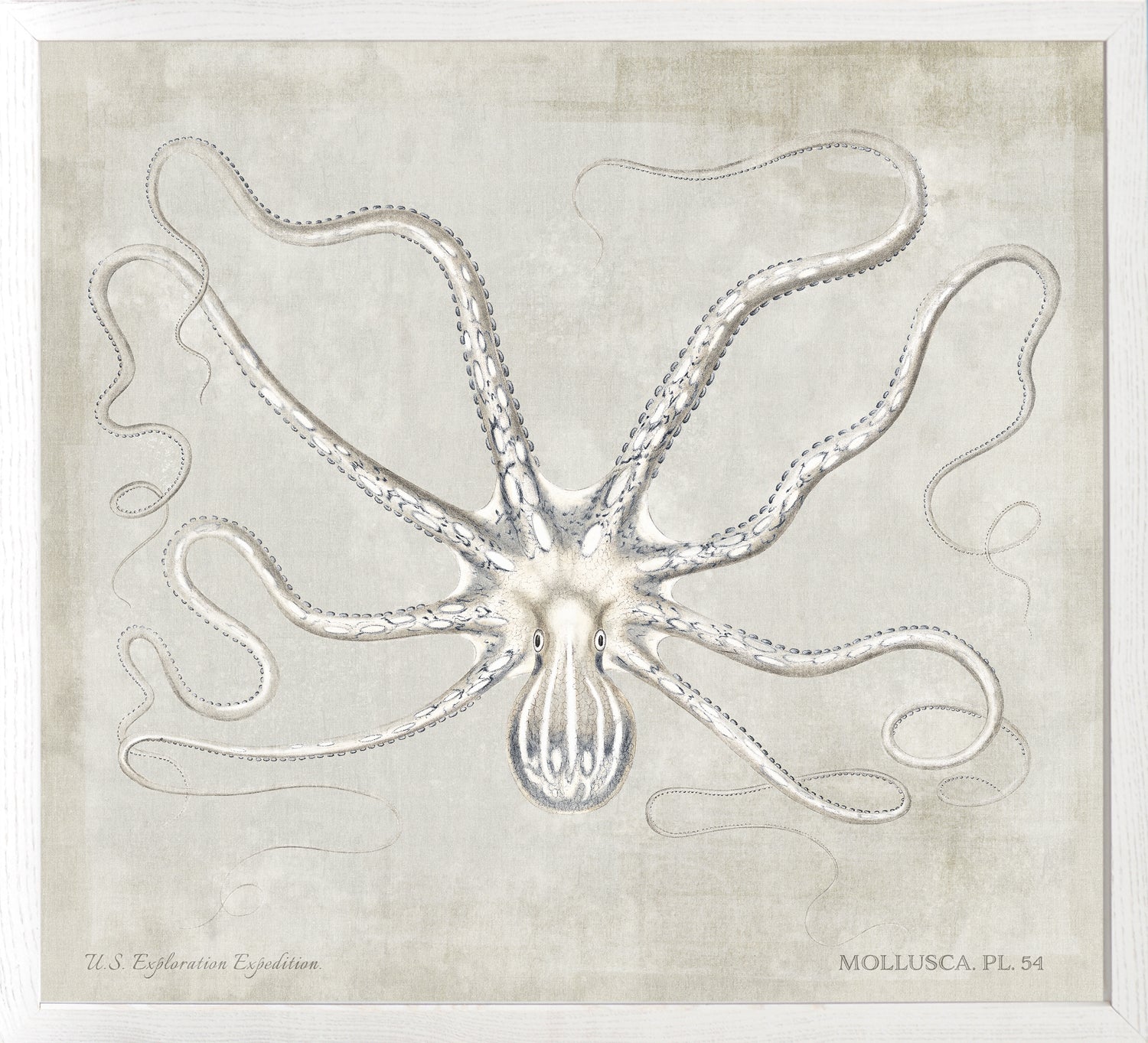 Mollusca Pl 54 — still life fine art print shown from another angle
