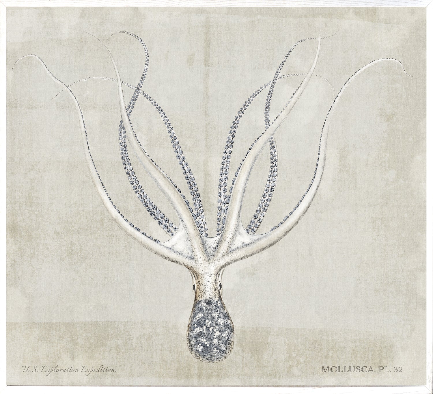 Mollusca Pl 32 — still life fine art print shown from another angle