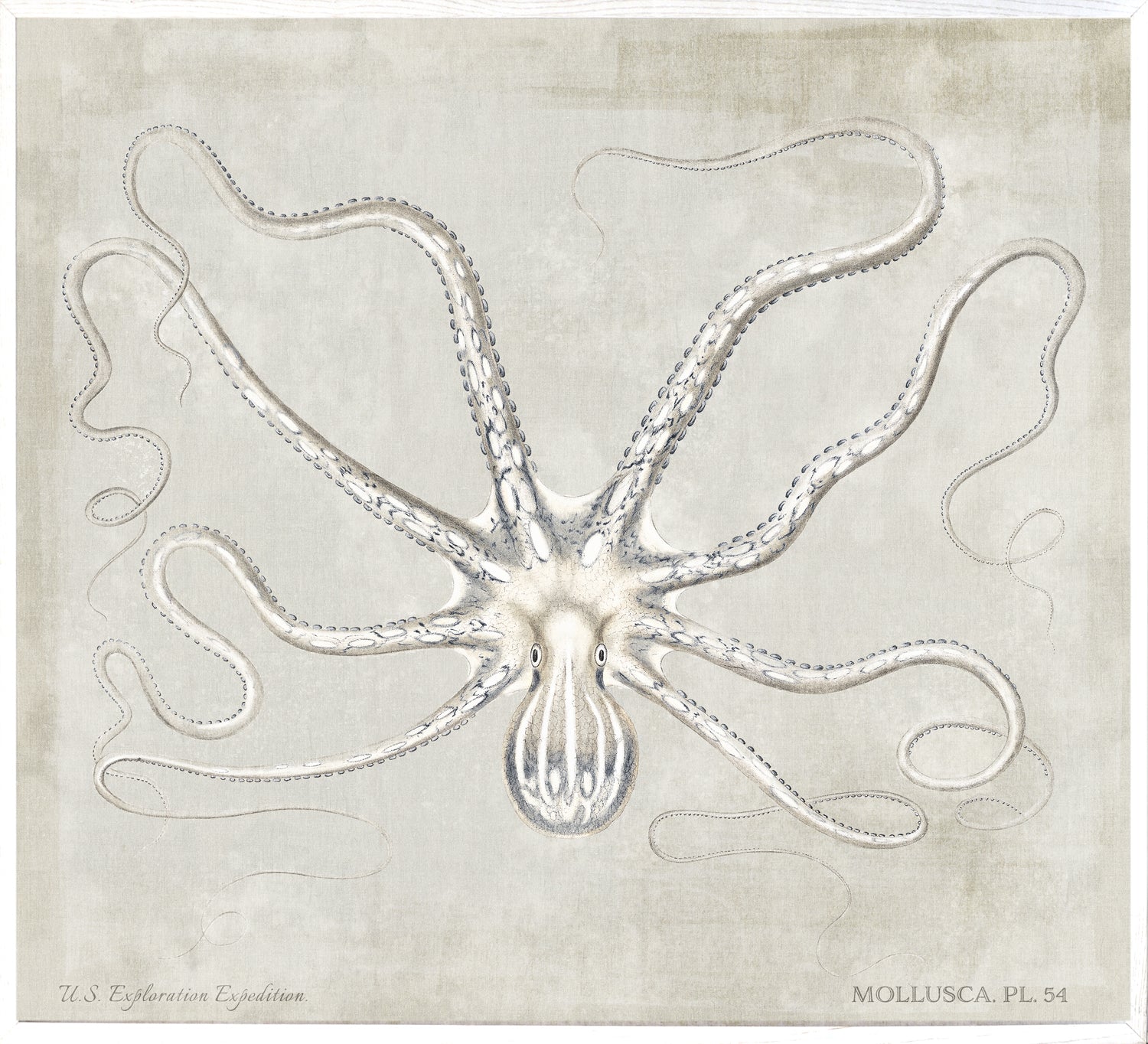 Mollusca Pl 54 — still life fine art print in neutral tones at Laurie Yapp Home