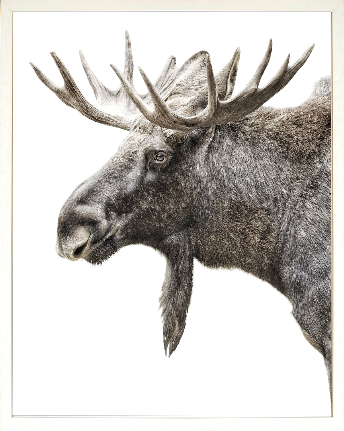Algonquin Moose framed photograph