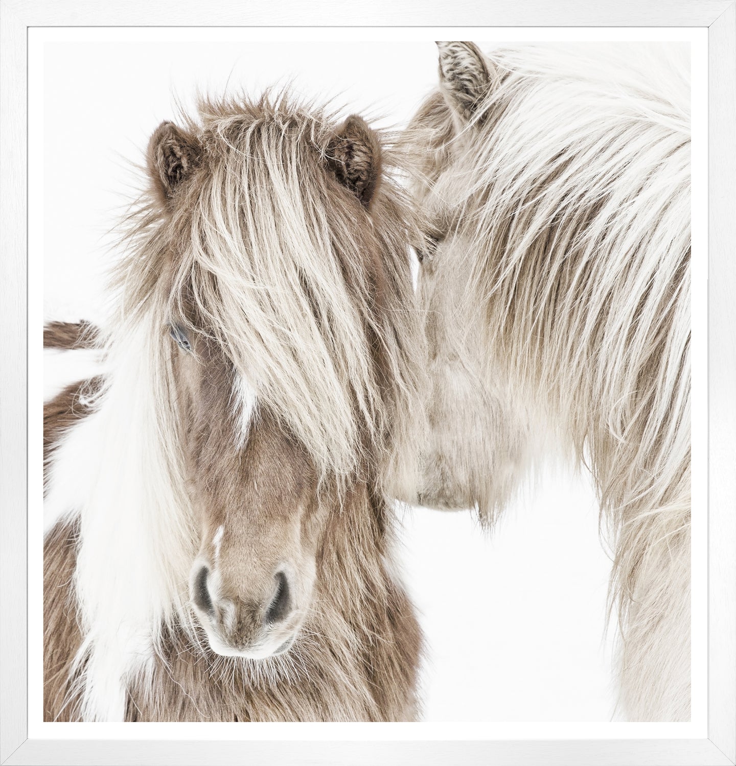 Icelandic Ponies wall art featuring two ponies with long hair on a white background