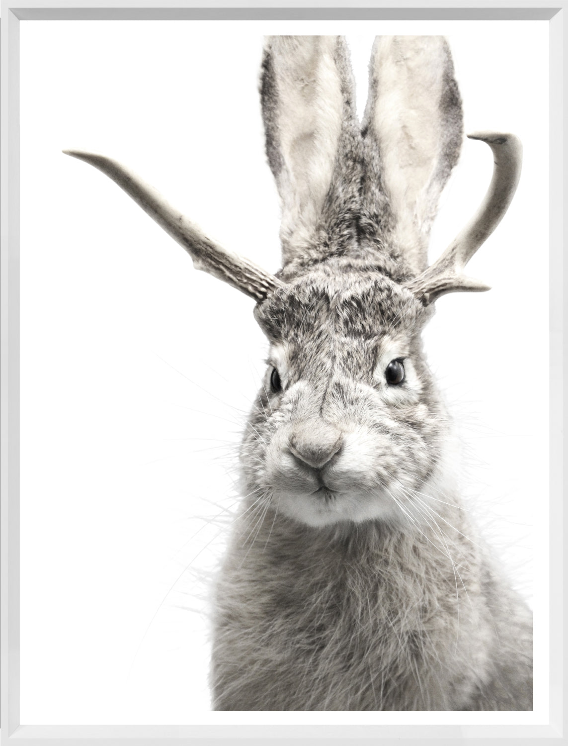 Jackalope — nature and landscape fine art print shown from another angle