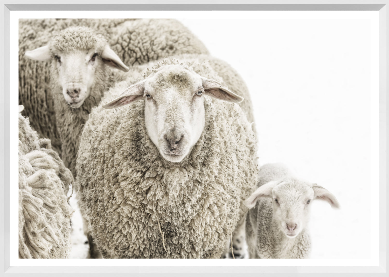Wooly Stare — nature and landscape fine art print in neutral tones at Laurie Yapp Home