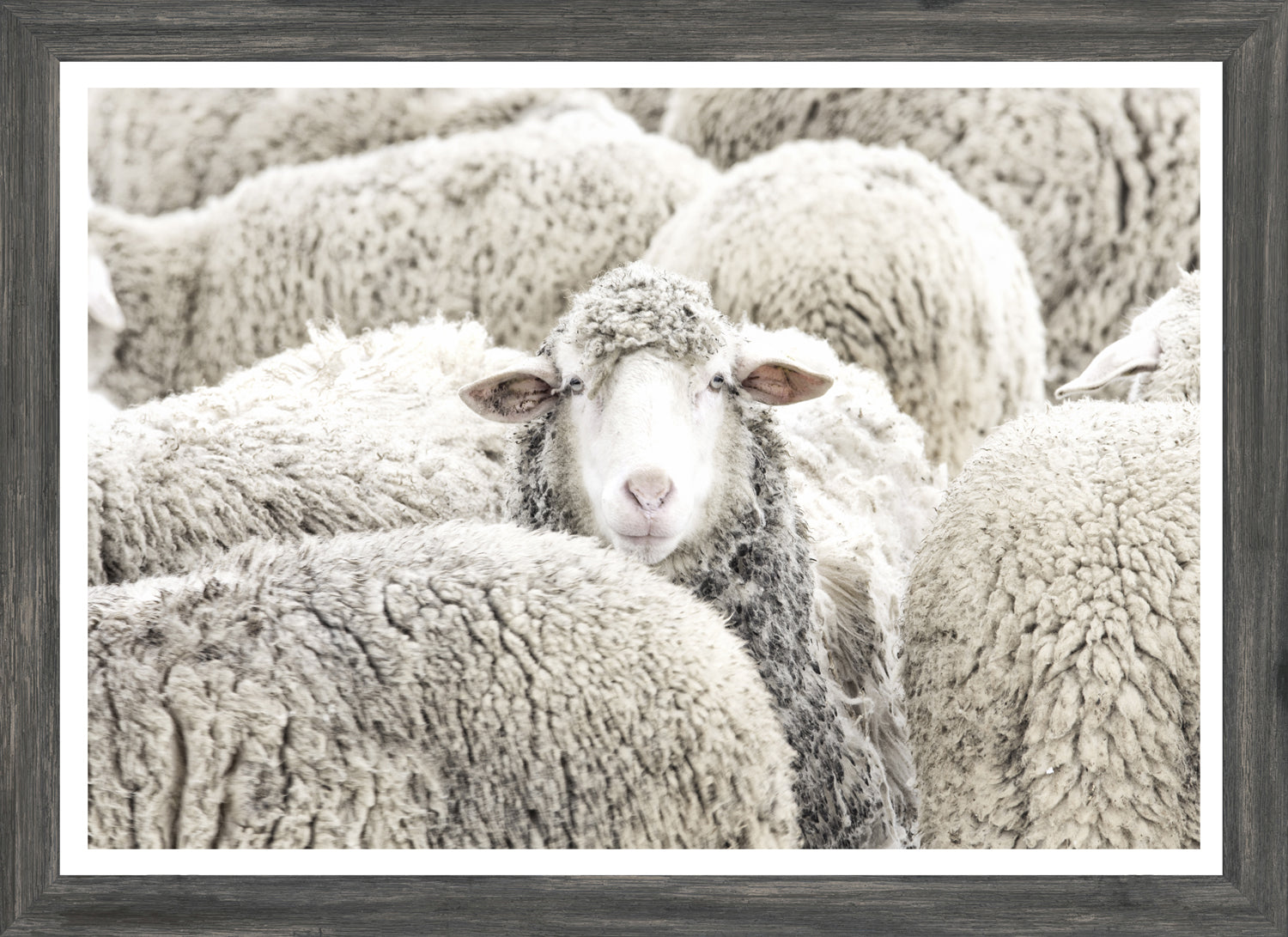 One in the Crowd wall art featuring a sheep surrounded by woolly sheep in soft gray tones.