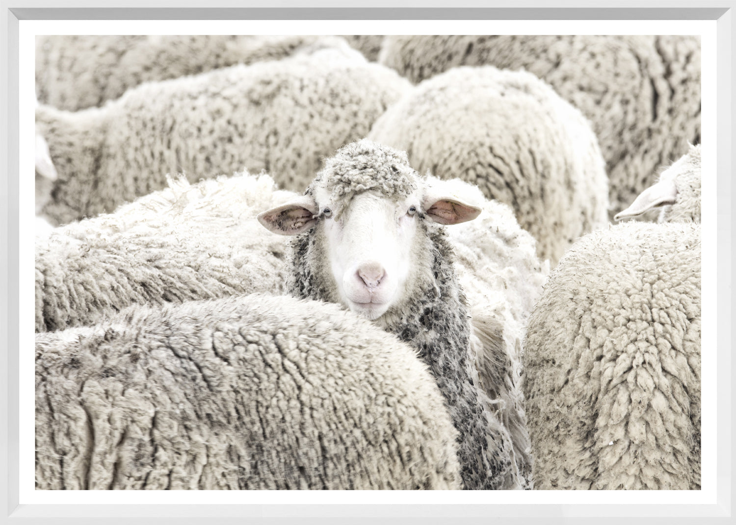 One in the Crowd — nature and landscape fine art print in neutral tones at Laurie Yapp Home