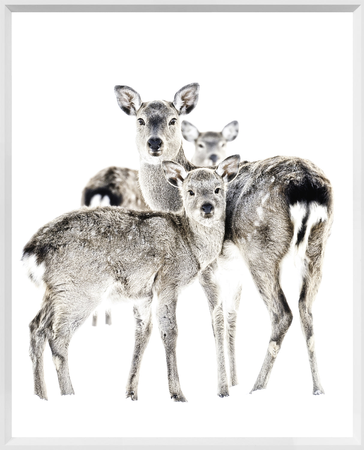Maternal Vigil — nature and landscape fine art print shown from another angle