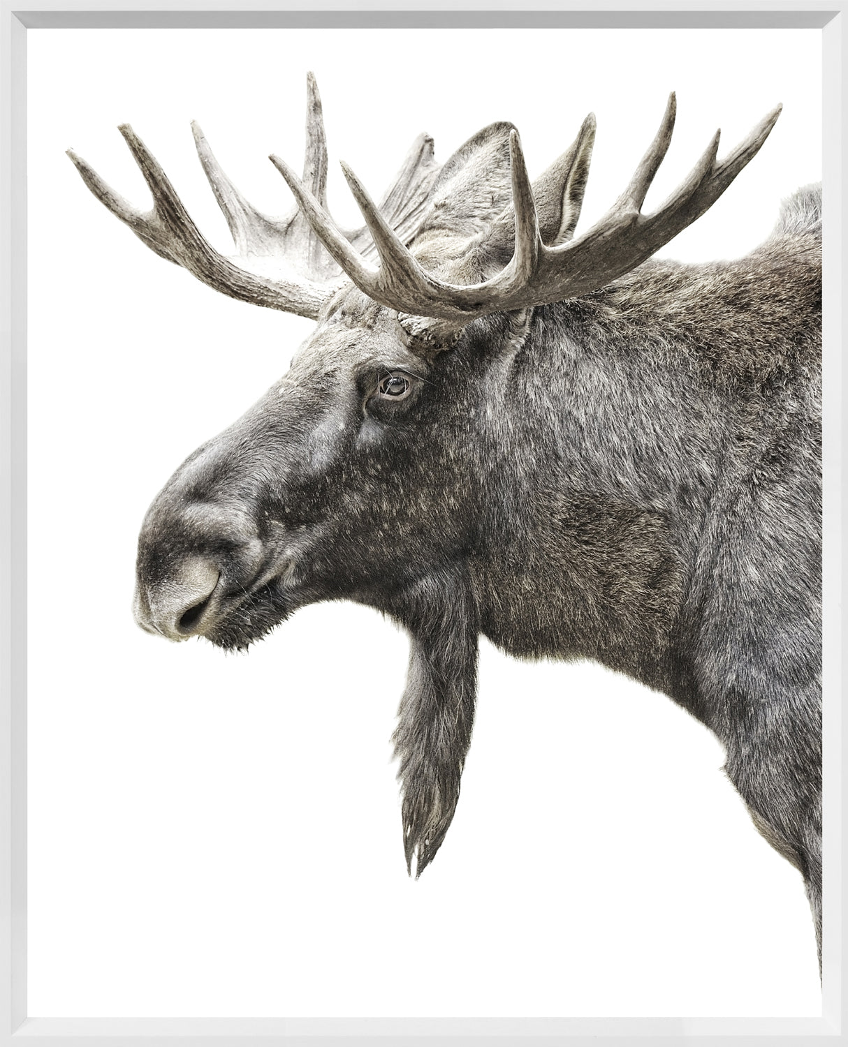 Algonquin Moose — nature and landscape fine art print shown from another angle