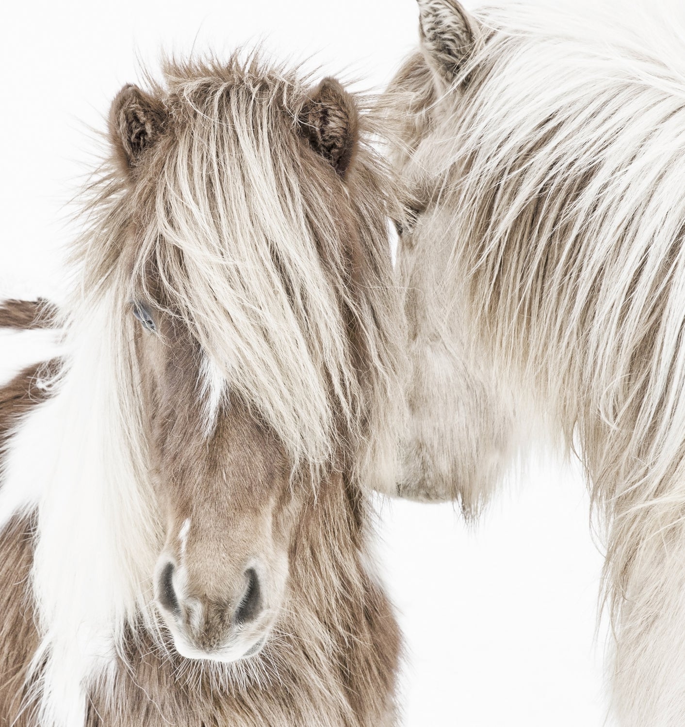 Icelandic Ponies — nature and landscape fine art print in neutral tones at Laurie Yapp Home