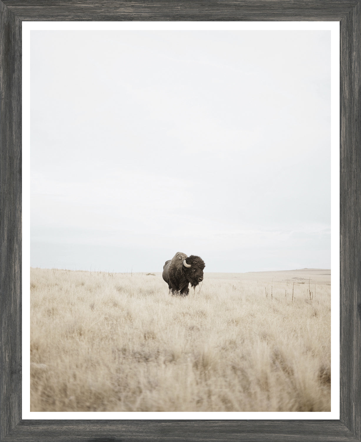 Great Plains Denizen — nature and landscape fine art print in neutral tones at Laurie Yapp Home