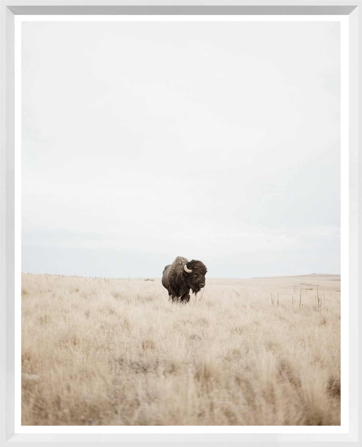 Great Plains Denizen — nature and landscape fine art print shown from another angle