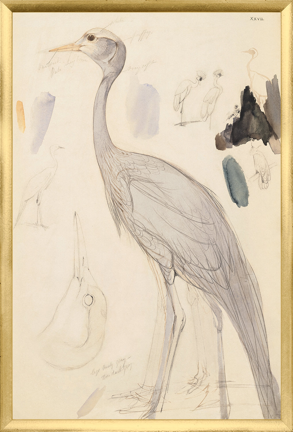 Lear – Demoiselle Crane wall art featuring a detailed sketch of a crane with watercolor accents.