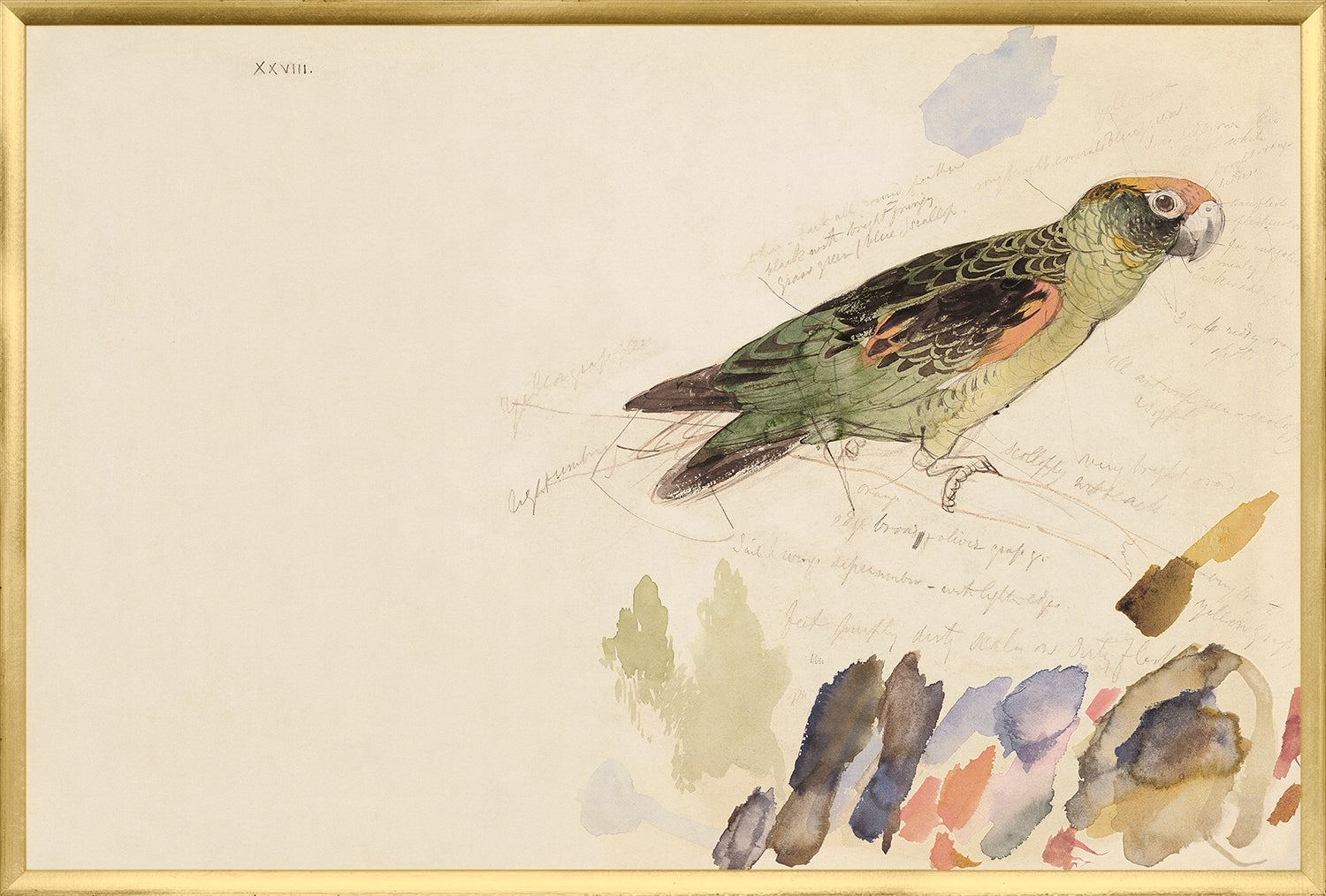 Lear Red Fronted Parrot framed art print