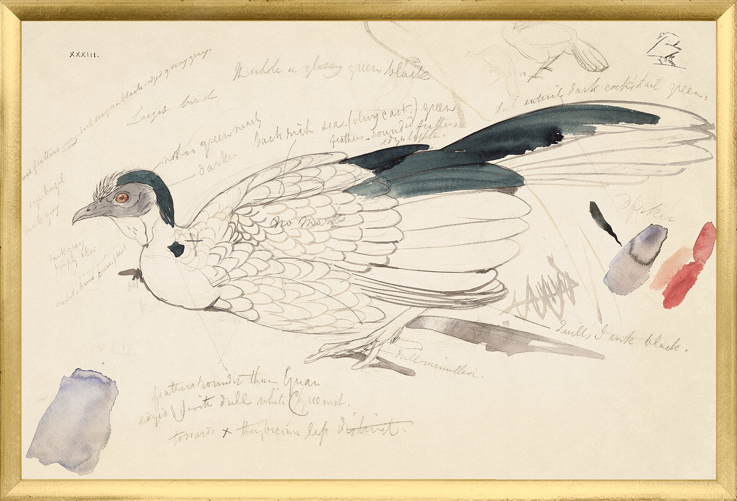 Lear – Plain Chachalaca wall art featuring a detailed bird illustration with notes, framed in gold.