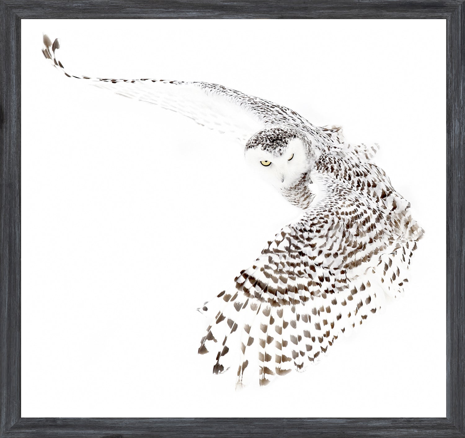 Snowy Owl — nature and landscape fine art print shown from another angle