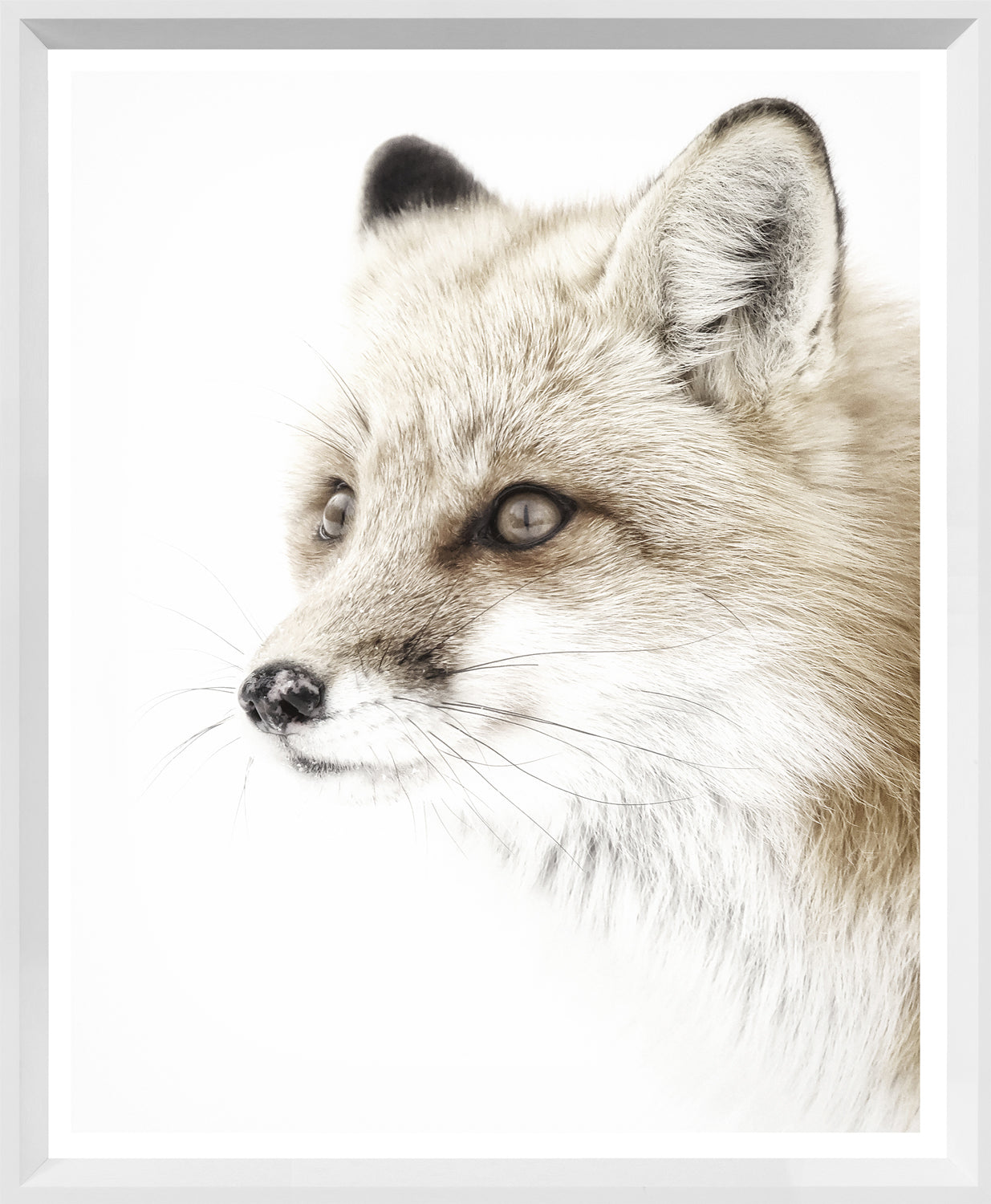 Red Fox — nature and landscape fine art print shown from another angle