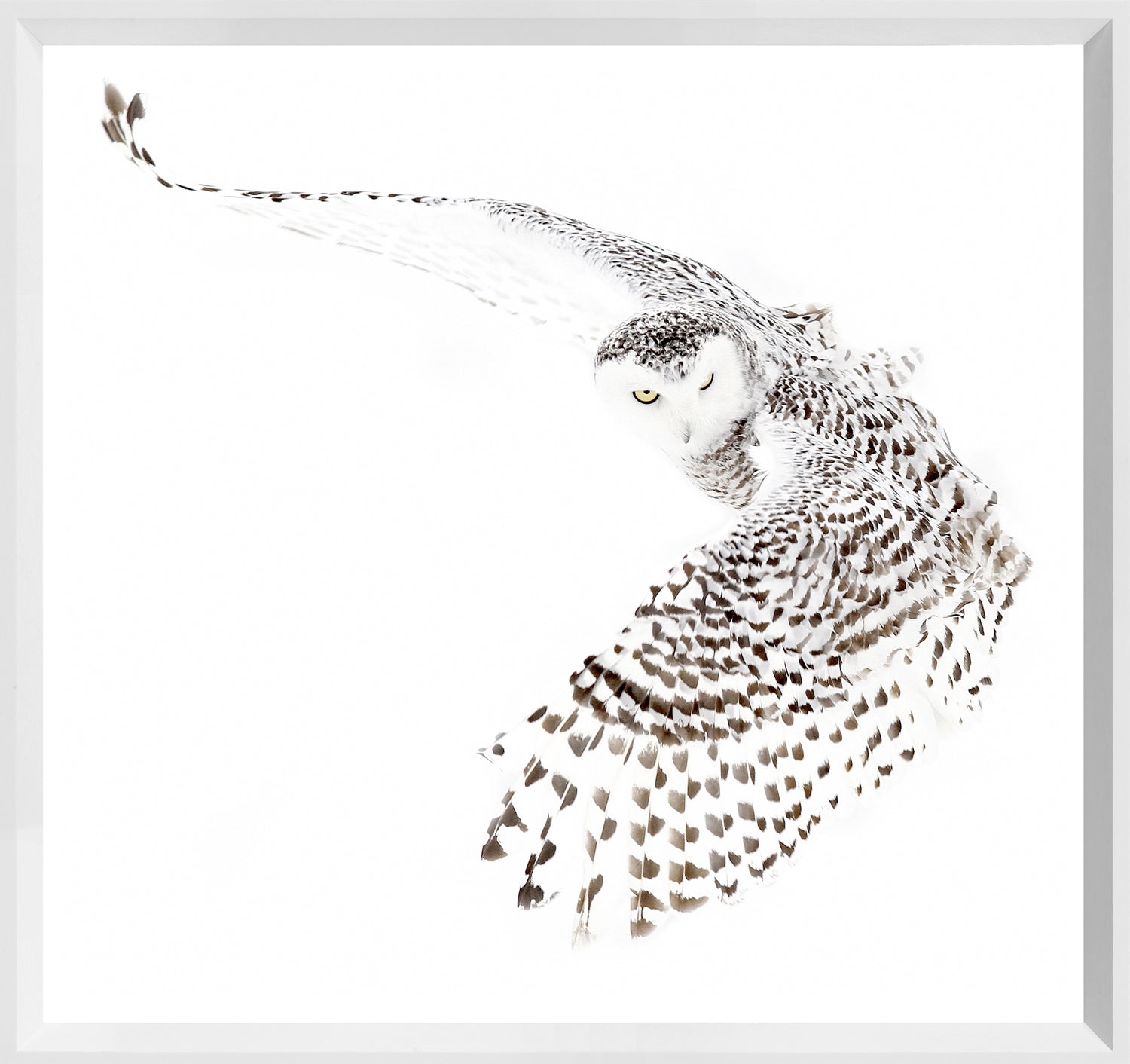 Snowy Owl — nature and landscape fine art print shown from another angle