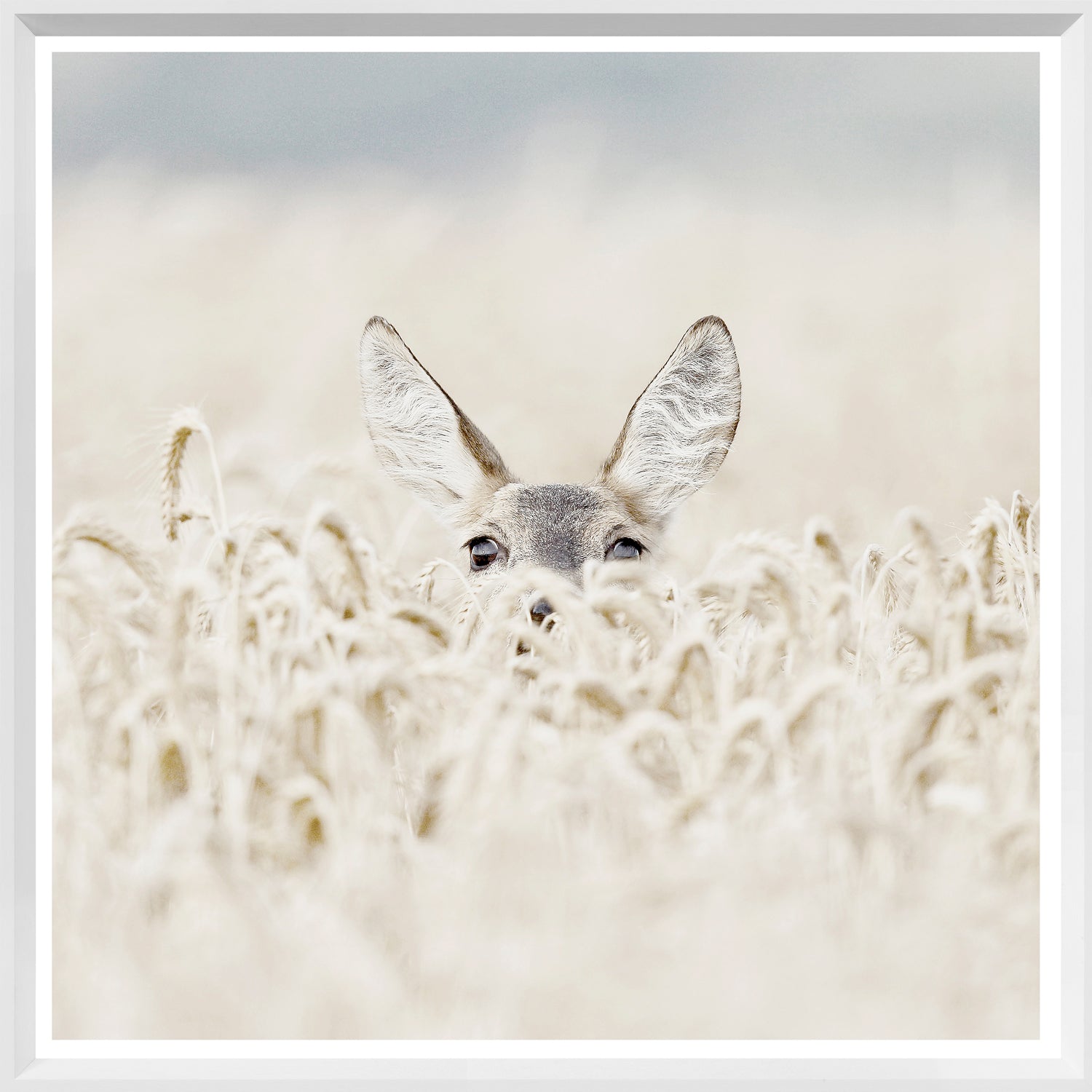 Peekaboo Deer — nature and landscape fine art print in neutral tones at Laurie Yapp Home