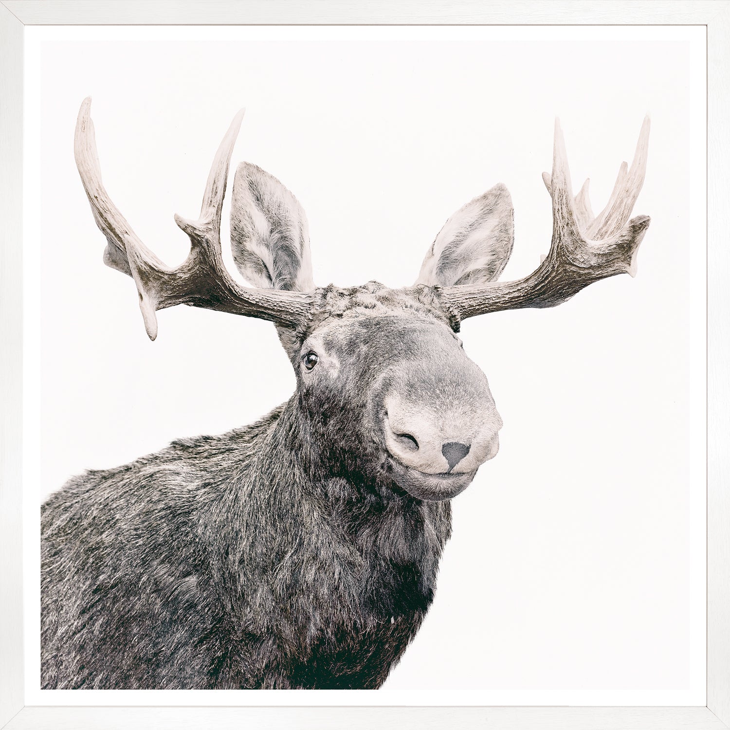 Happy Moose framed photograph