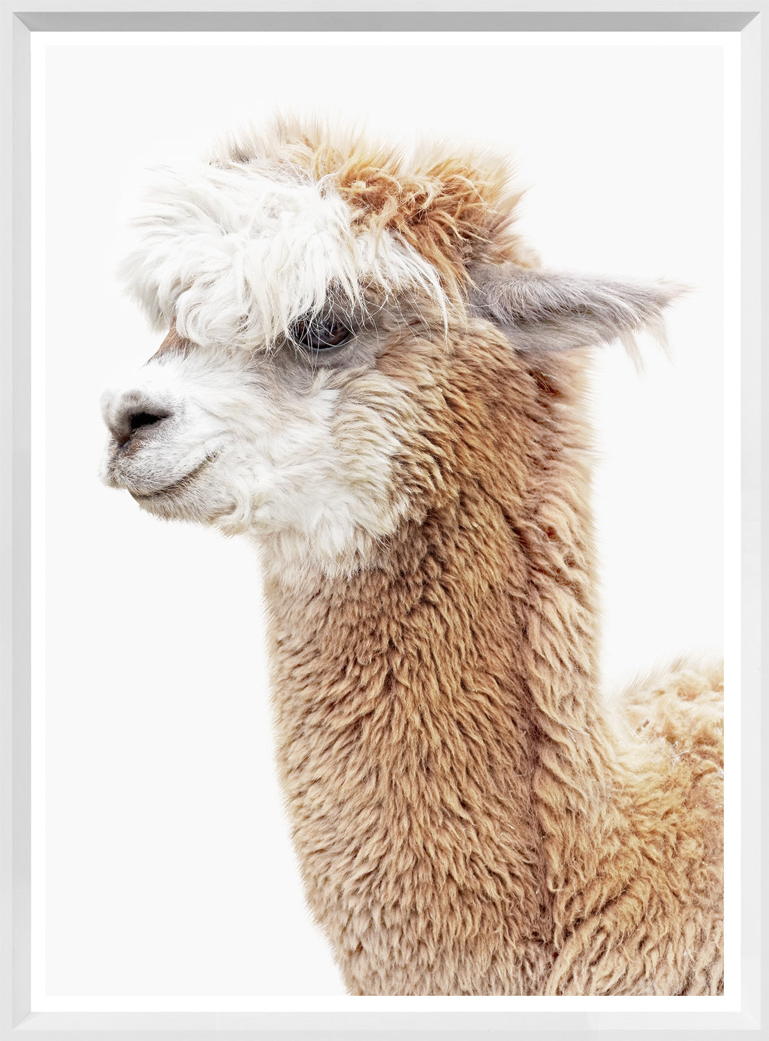 Llama Portrait — nature and landscape fine art print at Laurie Yapp Home