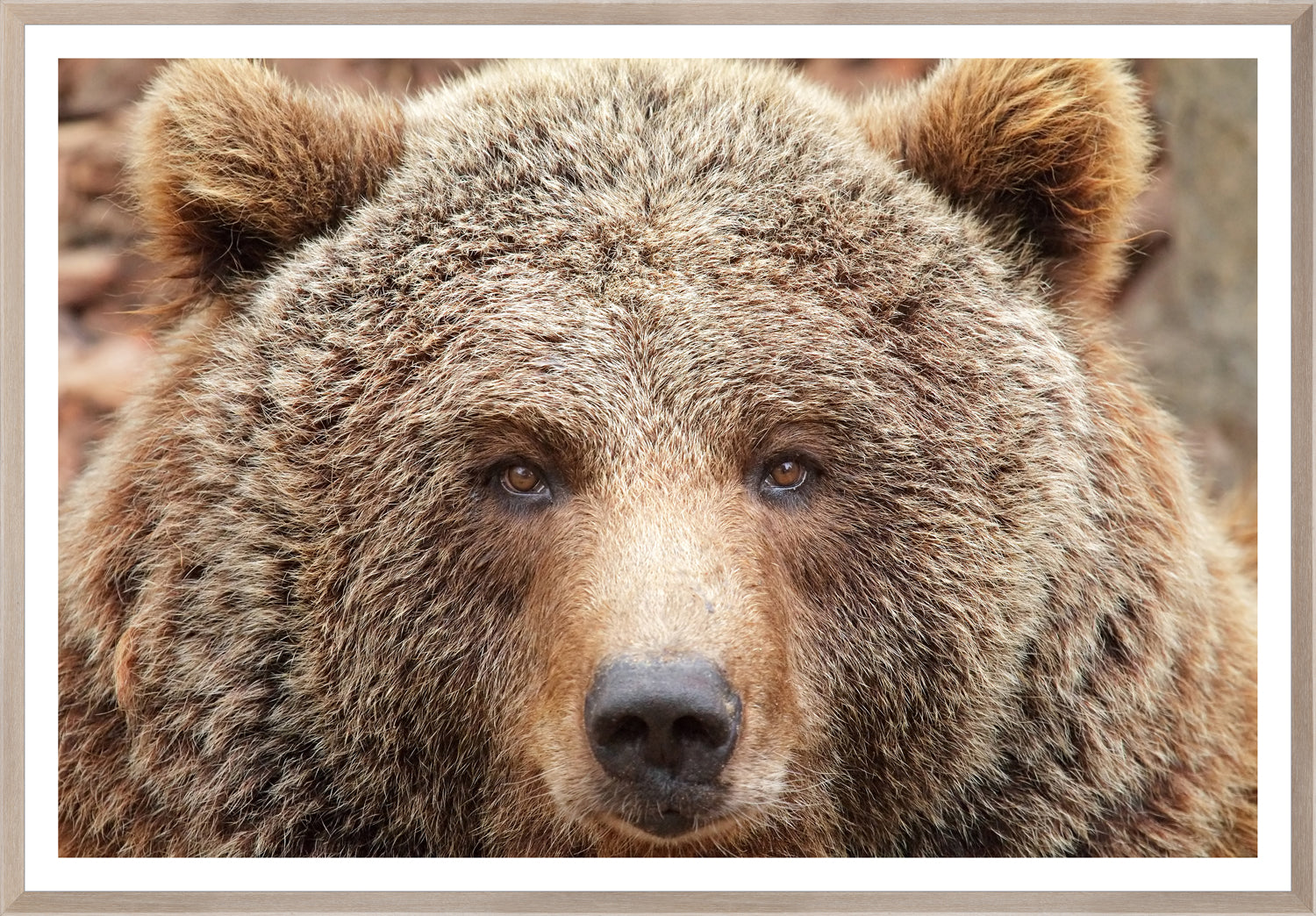 Natural Grizzly framed art print