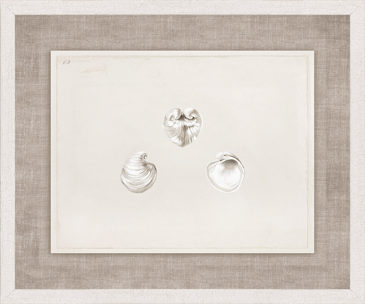Anna’s Shells, Circa 1822 – I wall art featuring three detailed shell illustrations on a light background.