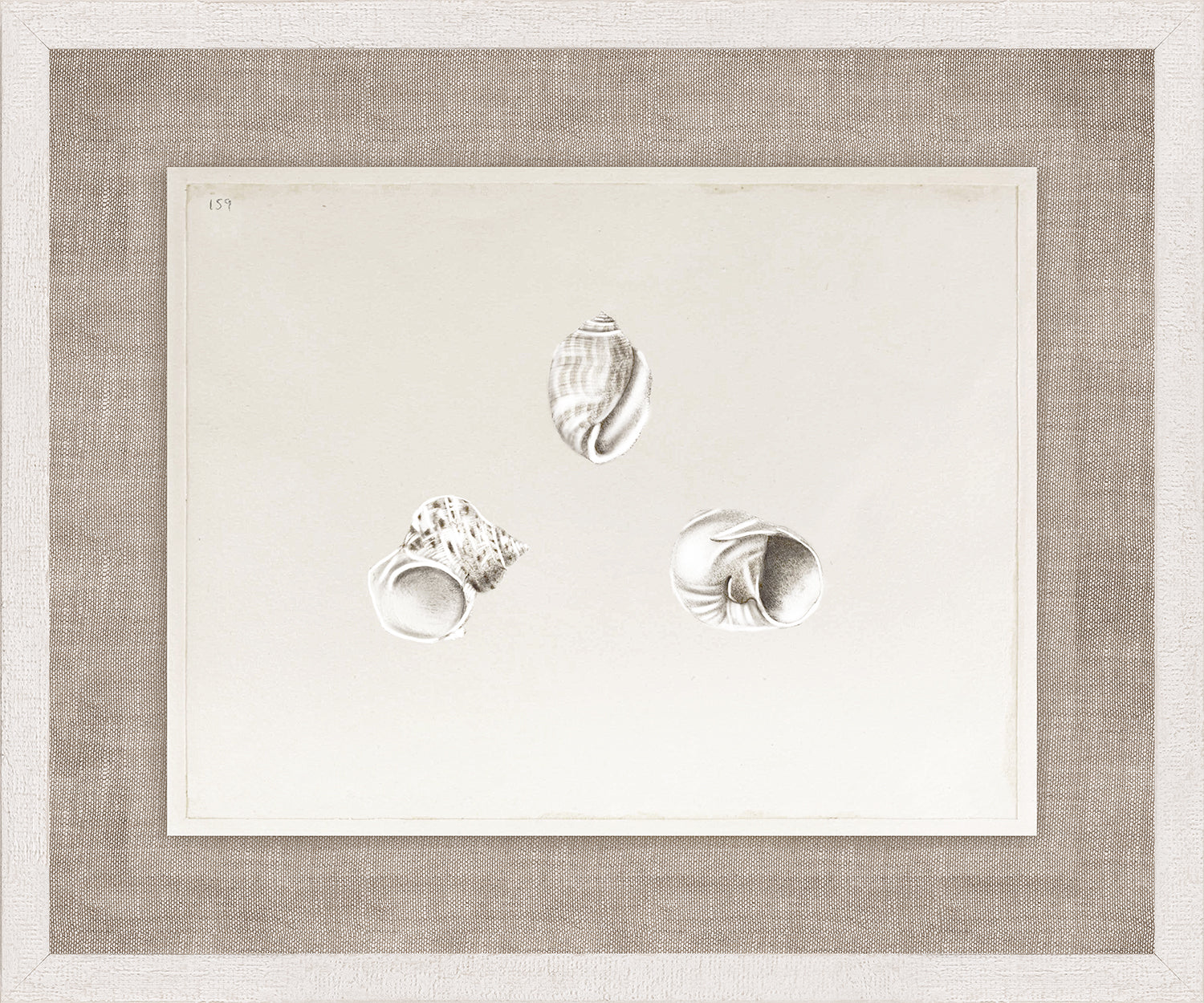 Anna’s Shells, Circa 1822 – III wall art featuring three detailed shell illustrations on a light background.