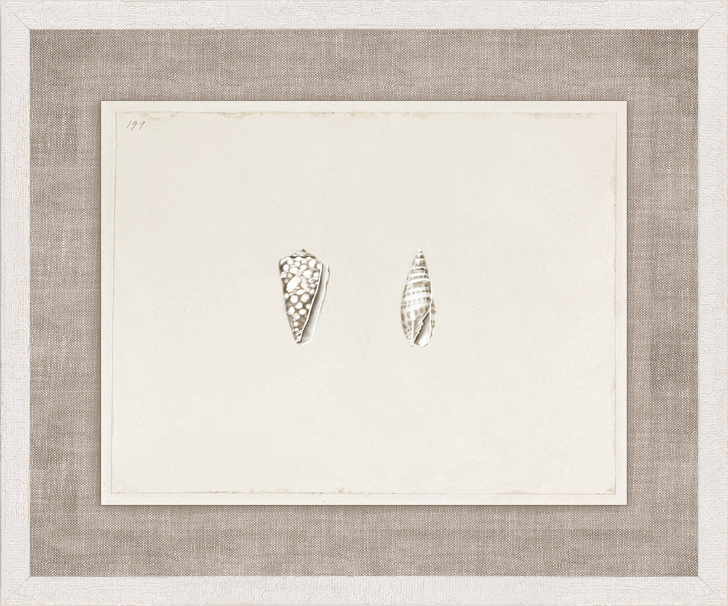Anna’s Shells, Circa 1822 – VII wall art featuring two detailed shell illustrations on a textured background.