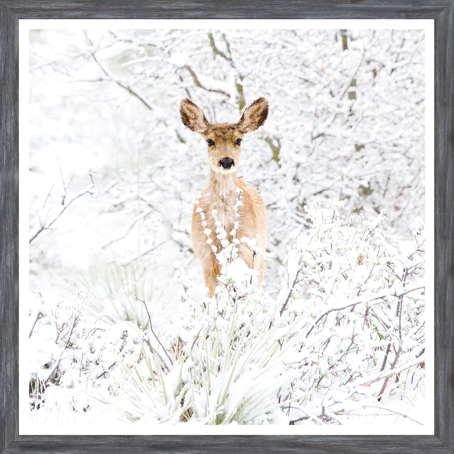 Colorado Mule Deer — nature and landscape fine art print shown from another angle