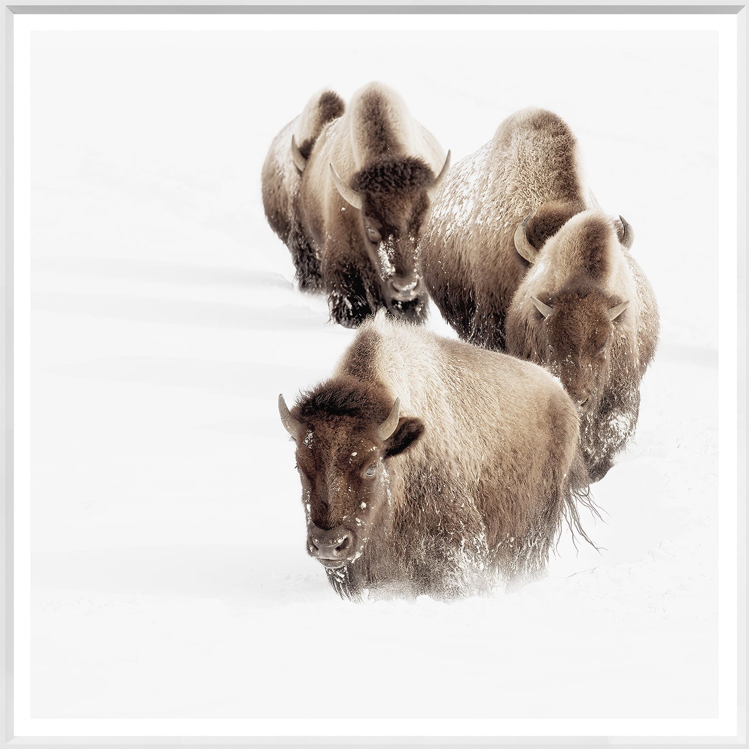 Statement Wildlife Trio Bundle