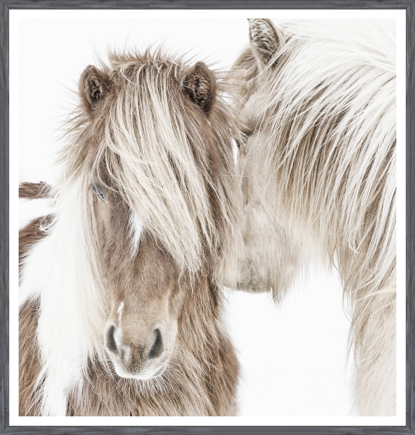 Icelandic Ponies — nature and landscape fine art print shown from another angle
