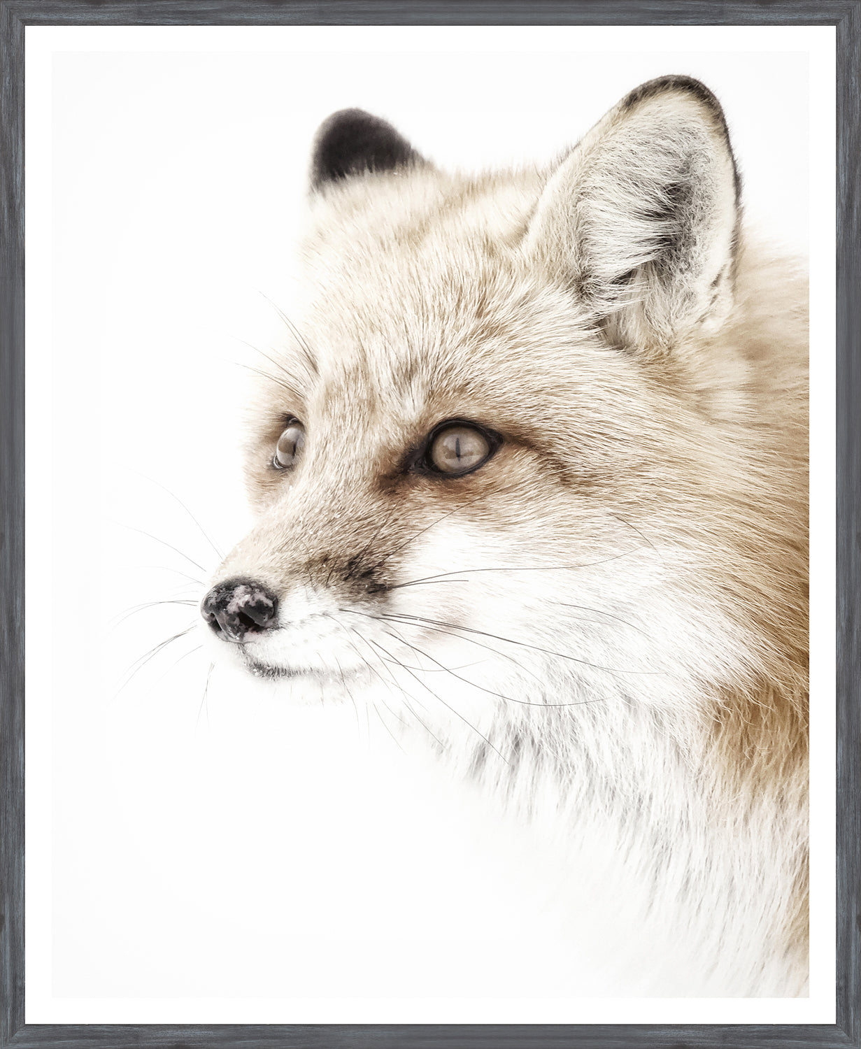 Red Fox — nature and landscape fine art print in neutral tones at Laurie Yapp Home