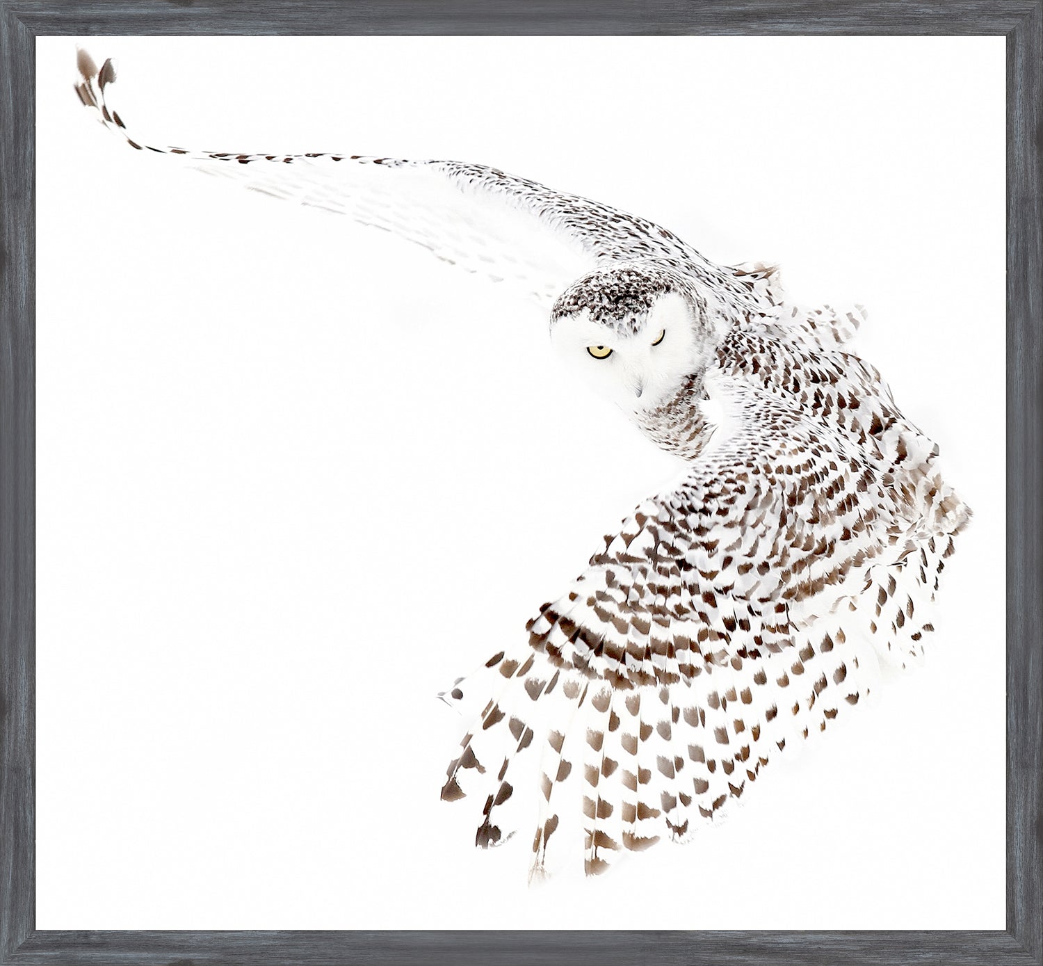 Snowy Owl — nature and landscape fine art print in neutral tones at Laurie Yapp Home