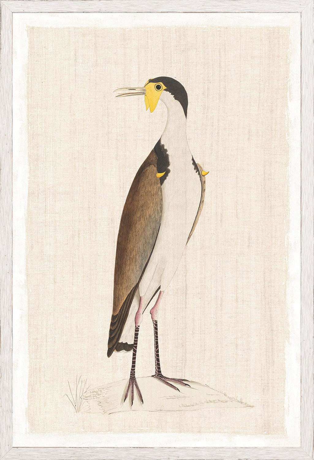 Watercolour Birds New Holland Cerlew C 1790 framed art print