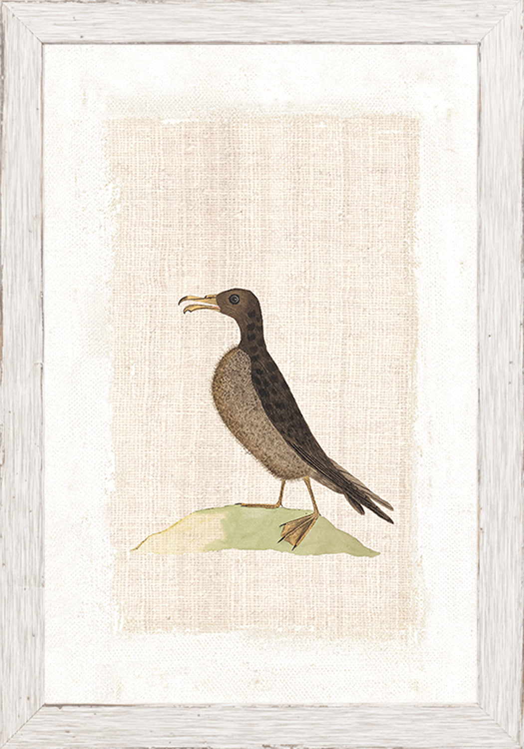 Watercolour Birds Norfolk Island Petrel C 1790 framed art print