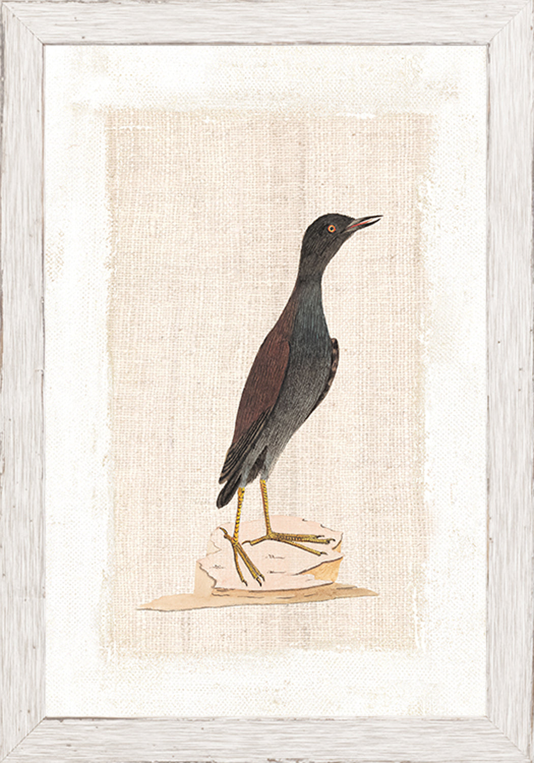 Watercolour Birds Pacific Roller C 1790 framed art print