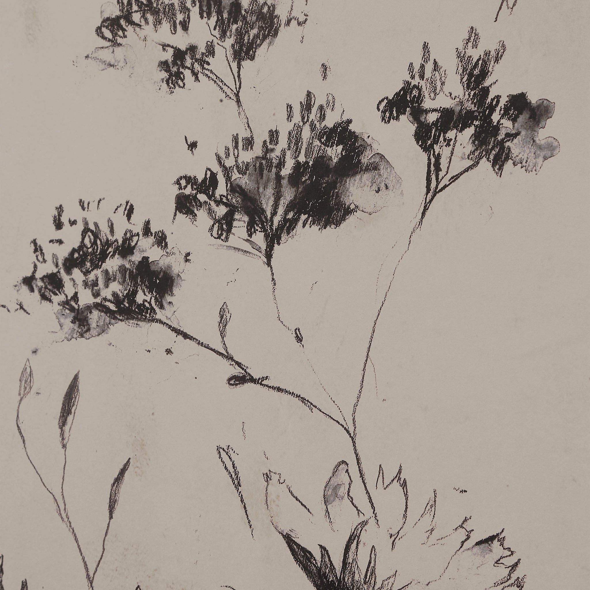 Adeline, floral sketch featuring delicate black and gray flowers on a light beige background.