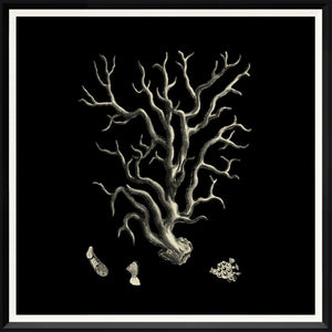 Black & Tan Coral Quartet Bundle — nature and landscape fine art print in neutral tones at Laurie Yapp Home