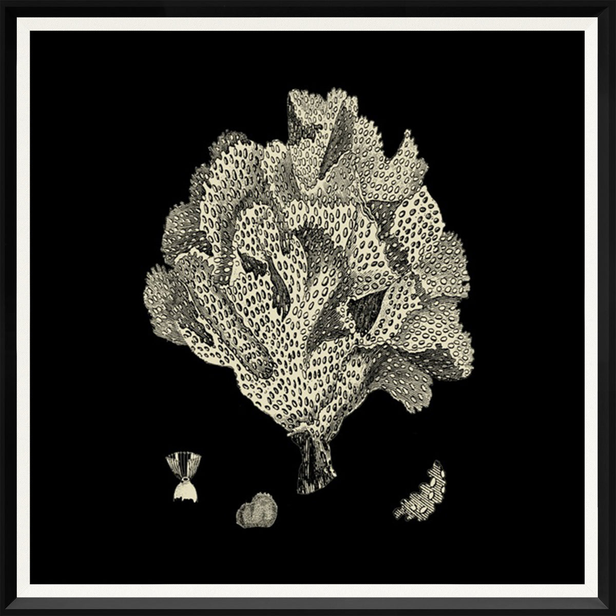 Black & Tan Coral Quartet Bundle — nature and landscape fine art print shown from another angle
