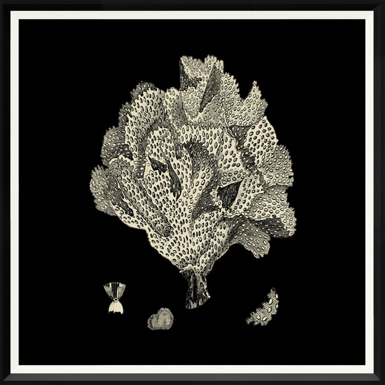 Black & Tan Coral Quartet Bundle — nature and landscape fine art print shown from another angle