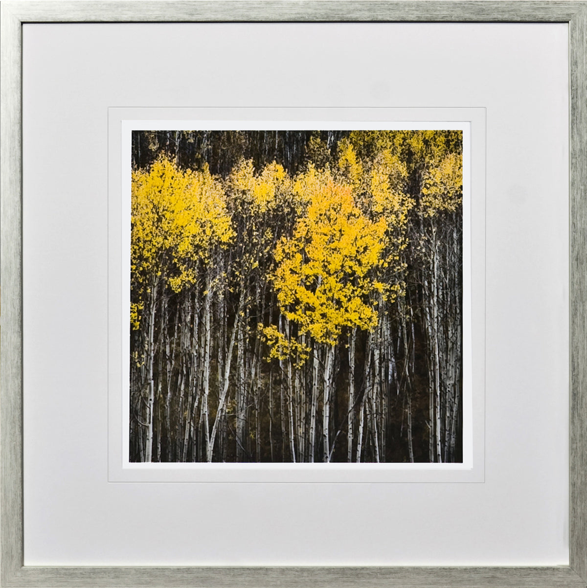 Birch Tree Study I wall art featuring vibrant yellow leaves against dark tree trunks
